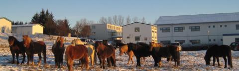 Mynd af hestum við Keldur